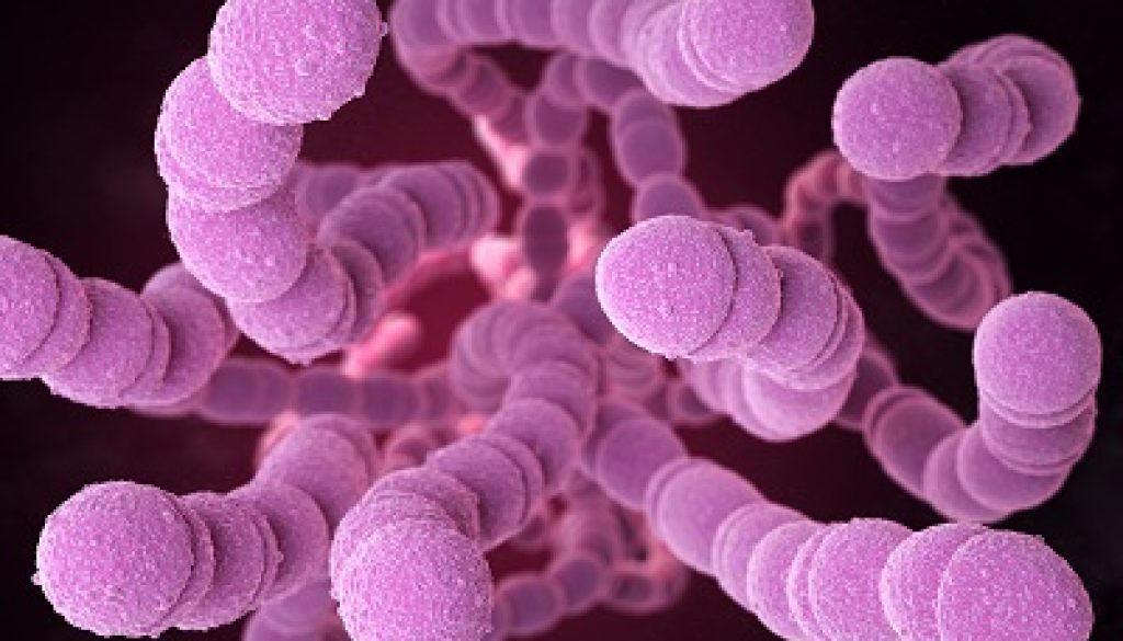 _streptococcus-pneumoniae-bacteria-sm